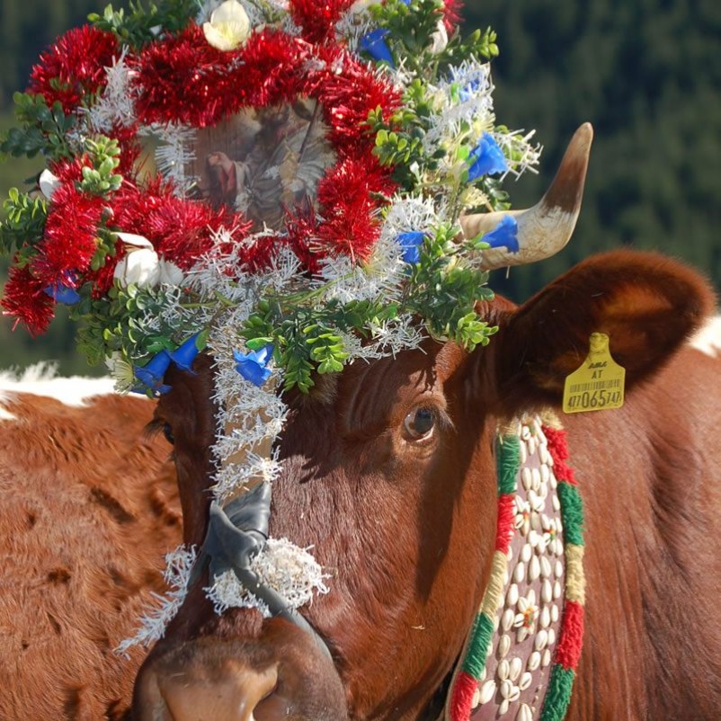 Geschmückte Kuh beim Almabtrieb © TVB Zillertal Arena